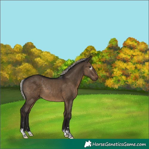 Horse Color:Gray Silver Brown Dun Rabicano 