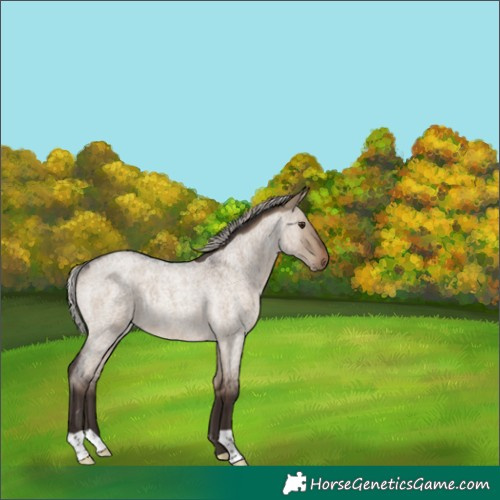 Horse Color:Silver Brown Roan Dun Rabicano 