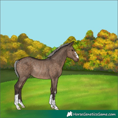 Horse Color:Silver Brown Dun Rabicano 
