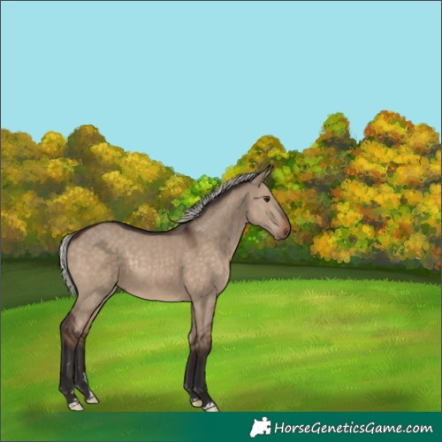 Horse Color:Silver Brown Dun Rabicano 