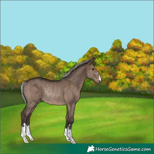 Horse Color:Silver Brown Dun Rabicano 