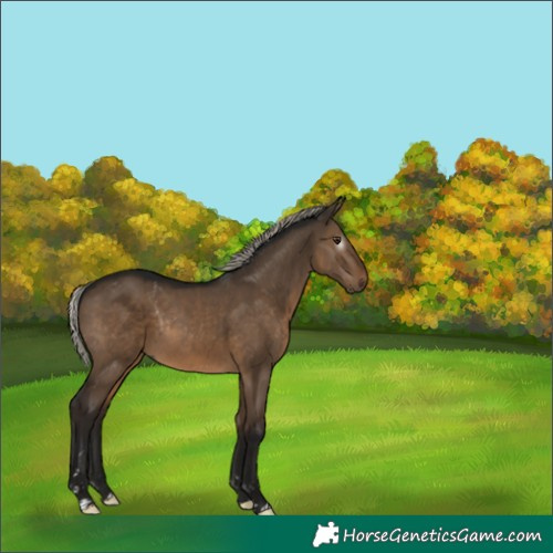 Horse Color:Gray Silver Brown Dun Rabicano 