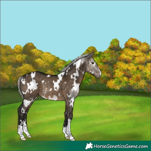 Horse Color:Gray White Spotted Silver Brown Dun Rabicano