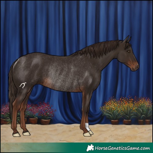 Horse Color:Liver Chestnut Rabicano 
