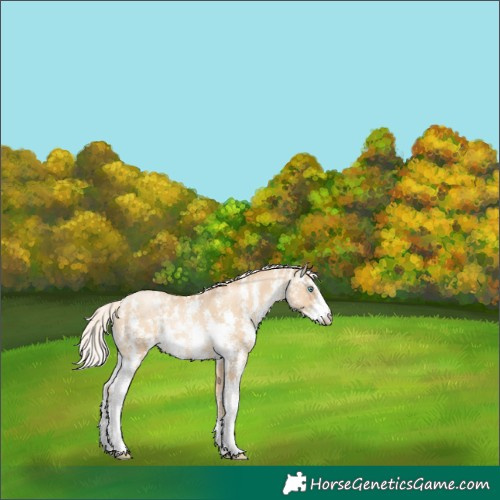 Horse Color:Gold Cream Champagne Pearl Mushroom Sabino Rabicano 