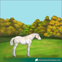 Horse Color:Gold Cream Champagne Pearl Mushroom Sabino Rabicano