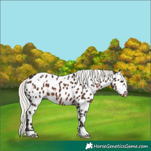 Horse Color:White Spotted Liver Chestnut Mushroom Appaloosa 