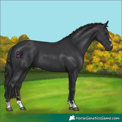 Horse Color:Black 