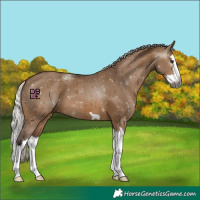 Horse Color:Gray Silver Bay Dun Splash