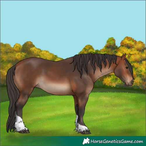 Horse Color:Bay Tobiano 