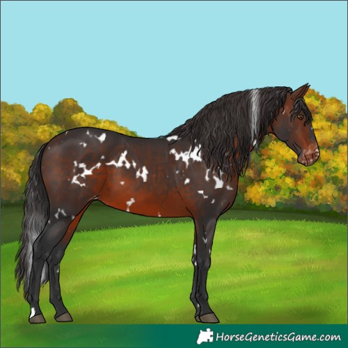 Horse Color:White Spotted Brown Appaloosa