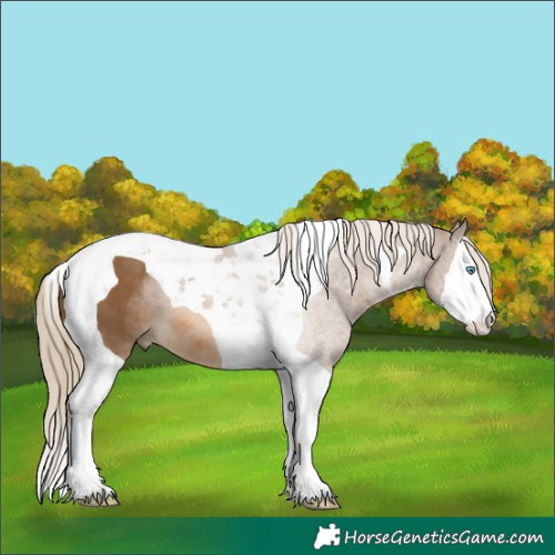 Horse Color:Chocolate Palomino Splash Tobiano 
