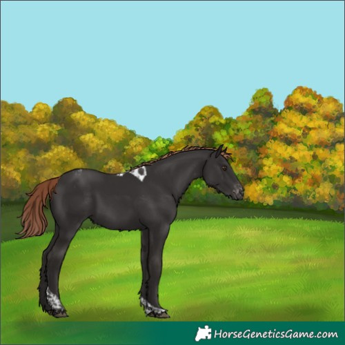 Horse Color:Liver Chestnut Tobiano Appaloosa 