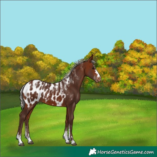 Horse Color:Powder White Silver Bay Near Leopard 
