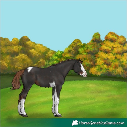 Horse Color:Liver Chestnut Splash Tobiano 
