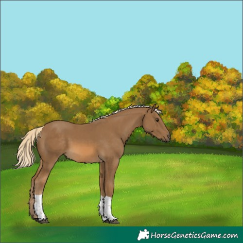 Horse Color:Chocolate Palomino Tobiano 