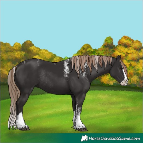 Horse Color:Powder White Liver Chestnut Splash Rabicano 