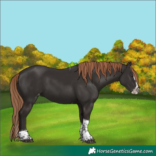 Horse Color:Liver Chestnut Splash Tobiano Appaloosa 