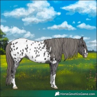 Horse Color:Smoky Black Appaloosa