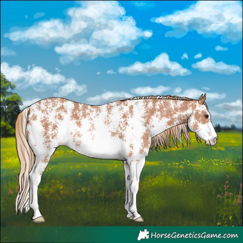 Horse Color:Chestnut Sabino 