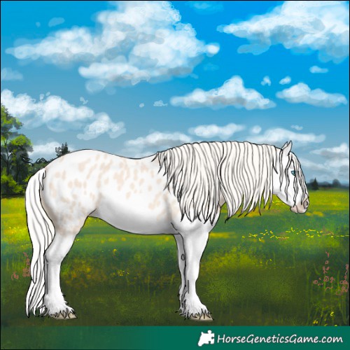 Horse Color:Cremello Splash Appaloosa 