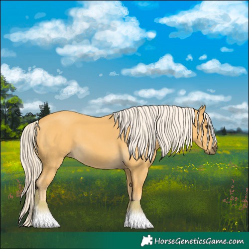 Horse Color:Palomino 