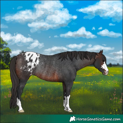 Horse Color:Brown Appaloosa Rabicano 