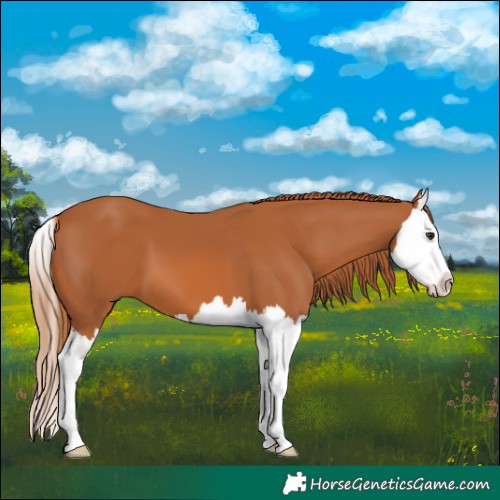 Horse Color:Chestnut Splash 