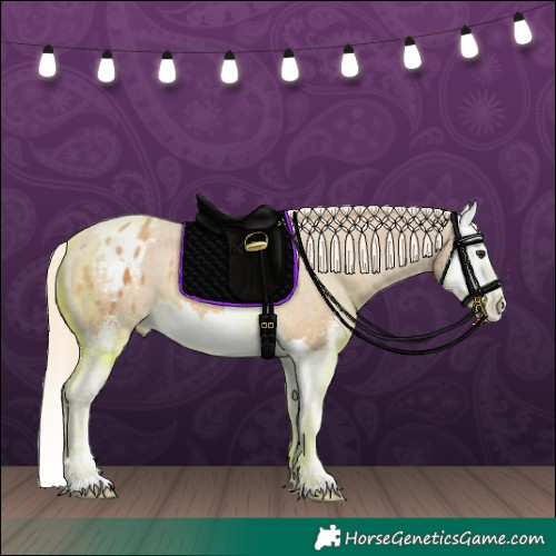 Horse Color:Palomino Sabino Splash Appaloosa 