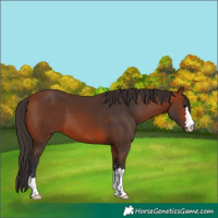 Horse Color:Bay 