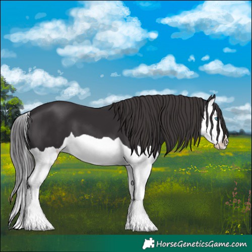 Horse Color:Smoky Black Splash