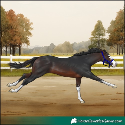 Horse Color:Brown 