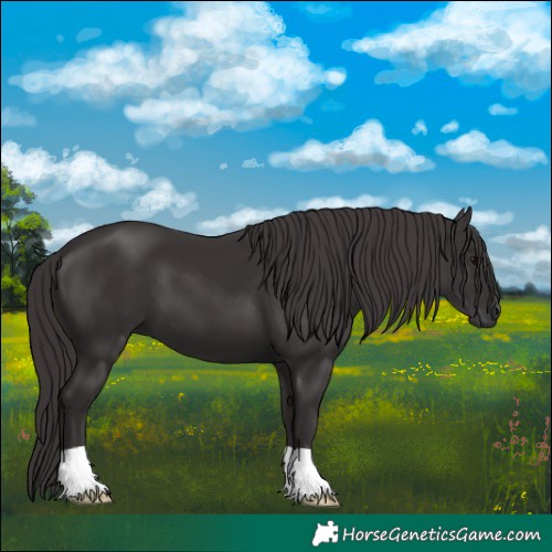 Horse Color:Smoky Black