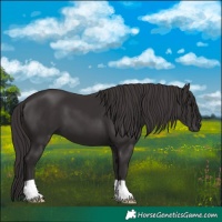 Horse Color:Smoky Black 
