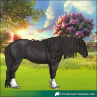 Horse Color:Smoky Black 