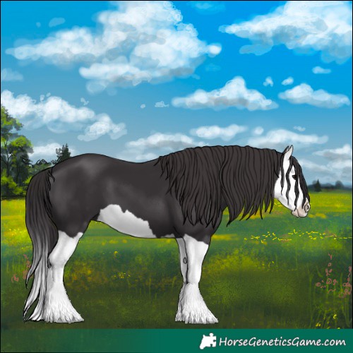 Horse Color:Smoky Black Splash 
