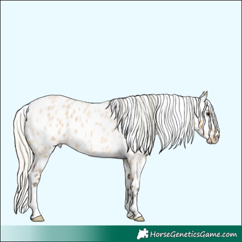 Horse Color:Silver Buckskin Roan Leopard 