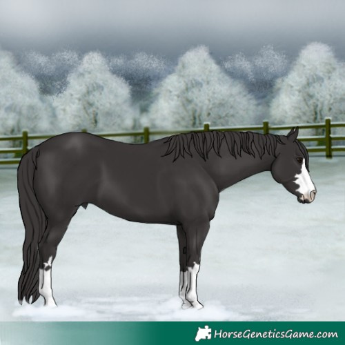 Horse Color:Smoky Black 