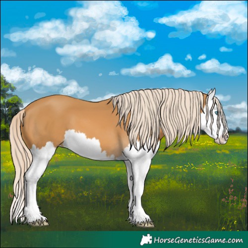 Horse Color:Palomino Splash