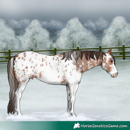 Horse Color:Bay Sabino Appaloosa