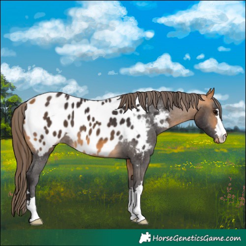 Horse Color:Buckskin Appaloosa