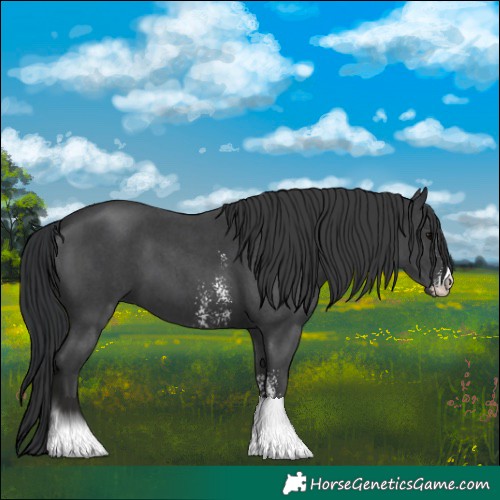 Horse Color:Black Sabino 