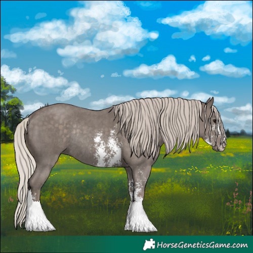 Horse Color:Silver Black Sabino Rabicano 