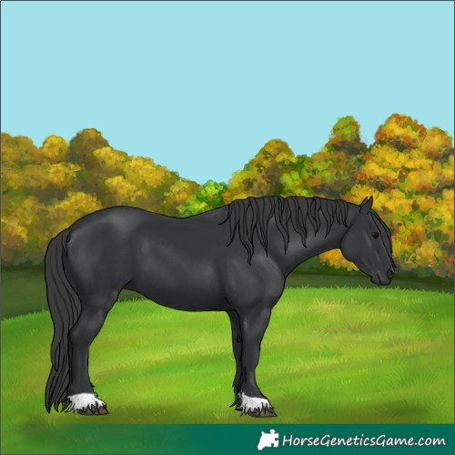 Horse Color:Black 