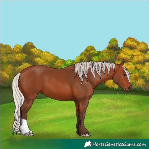 Horse Color:Silver Bay 