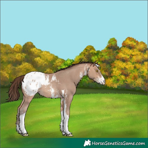 Horse Color:Amber Champagne Sabino Tobiano Blanket  and Amber Champagne Sabino Tobiano Blanket 