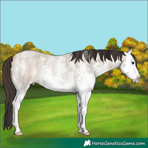 Horse Color:White Spotted Bay Roan Dun Splash 