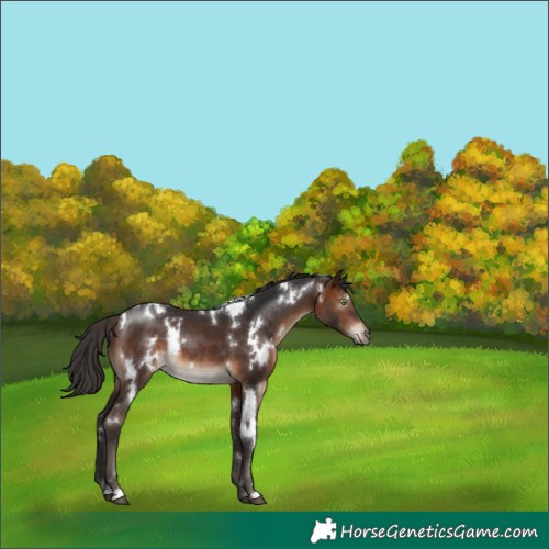 Horse Color:White Spotted Brown Rabicano