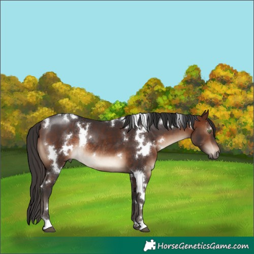 Horse Color:White Spotted Brown Rabicano 