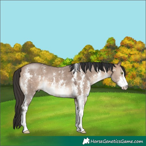 Horse Color:Brown Dun Sabino 